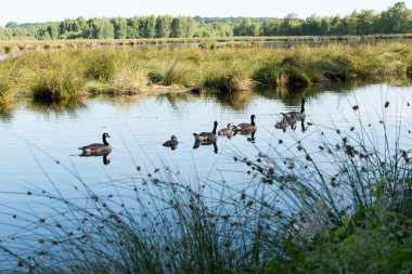 Kanada kazı branta canadensis
