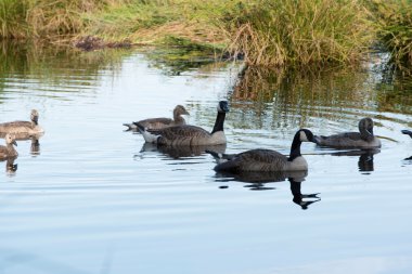 Kanada kazı branta canadensis