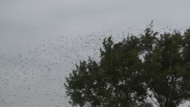鳥の群れ — ストック動画