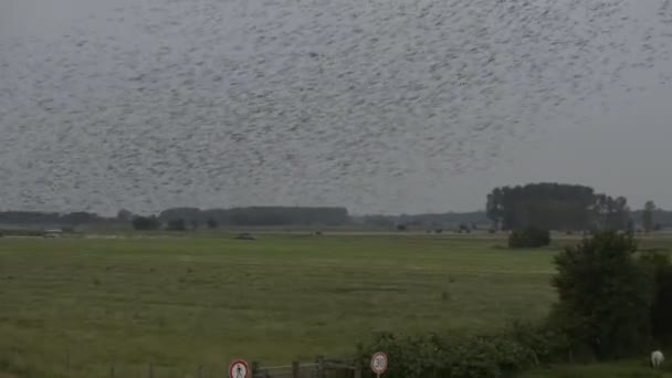 Rebanho de aves — Vídeo de Stock