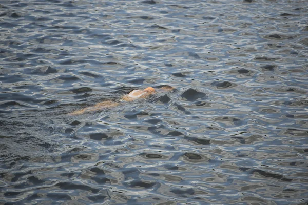 ITU World Triathlon Hamburgo — Fotografia de Stock