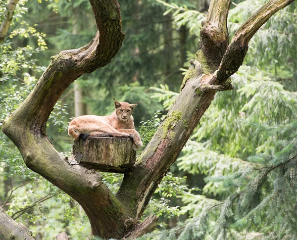 Lynx a vadonban — Stock Fotó