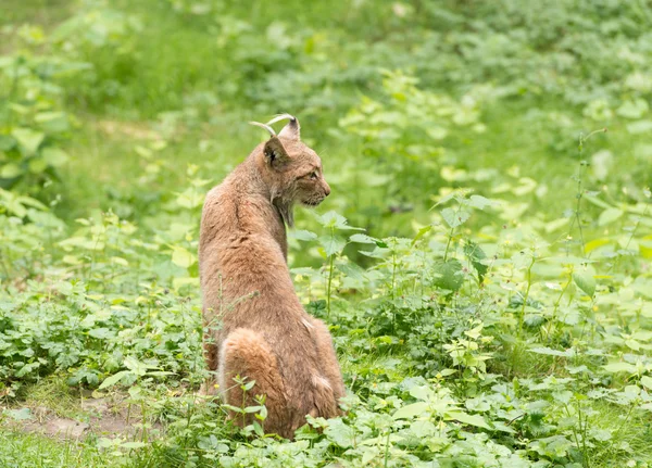 Lince in natura — Foto Stock