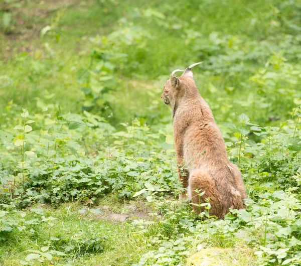 Lynx στην άγρια φύση — Φωτογραφία Αρχείου
