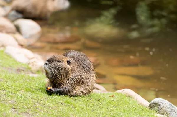 Nutria — Foto de Stock