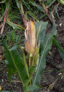 Mısır tarlası mısır hasadı sırasında doğranır.