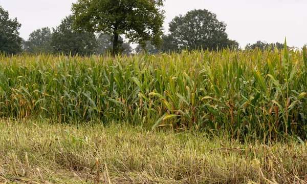 Corn field is chopped up during the corn harvest