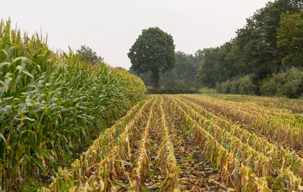 Corn Field Chopped Corn Harvest — Stock Photo, Image