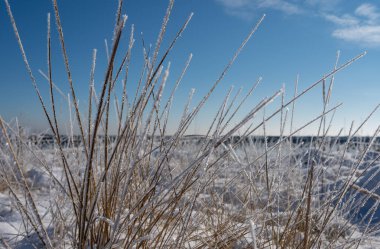 Baltık Denizi 'nde kışın başında donmuş çimlerin üzerindeki buz kristalleri