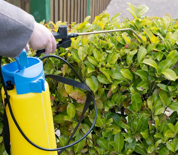 Applicazione Pesticidi Con Uno Spruzzatore Pressione Veleno Vegetale — Foto Stock