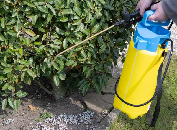 Applicazione Pesticidi Con Uno Spruzzatore Pressione Veleno Vegetale — Foto Stock