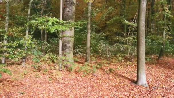 Jesienne Liście Leżące Lesie — Wideo stockowe