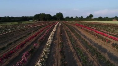 Farklı renkte güller İHA ile çekilmiş.