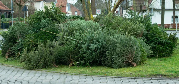 クリスマス後のクリスマスツリー処分廃棄物処理 — ストック写真