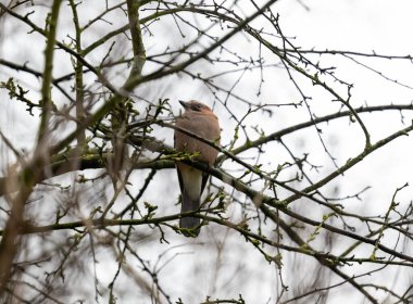 Avrasya Jay 'i kış stoğu arıyor