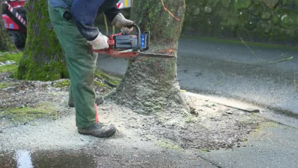 用链锯或链锯砍倒病树 并将其用作柴火 — 图库视频影像