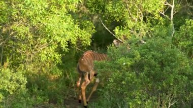 Hluhluwe Ulusal Park Doğa Koruma Alanında Nyala Antilop adlı kadın.
