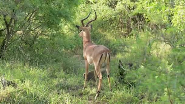 Impala Reserva Natural Parque Nacional Hluhluwe África Sul — Vídeo de Stock