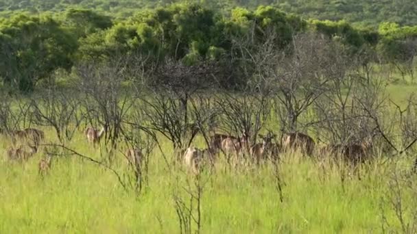 Impalas Στο Φυσικό Καταφύγιο Hluhluwe National Park Νότια Αφρική — Αρχείο Βίντεο