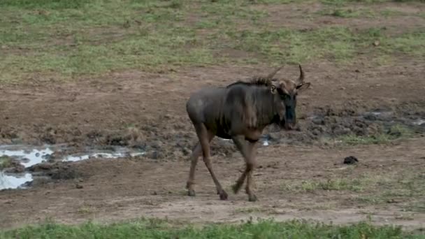 Doğadaki Çizgili Gnu Hluhluwe Ulusal Parkı Güney Afrika — Stok video