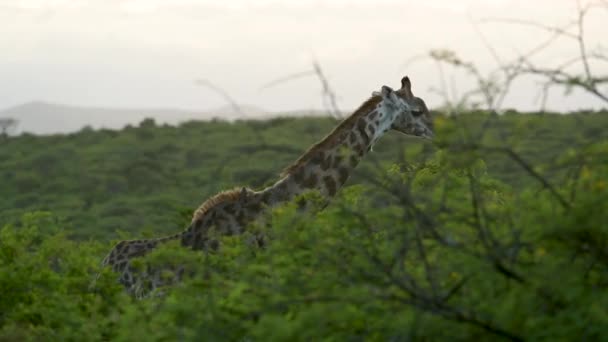 フルー国立公園内の自然保護区のキリン南アフリカ — ストック動画