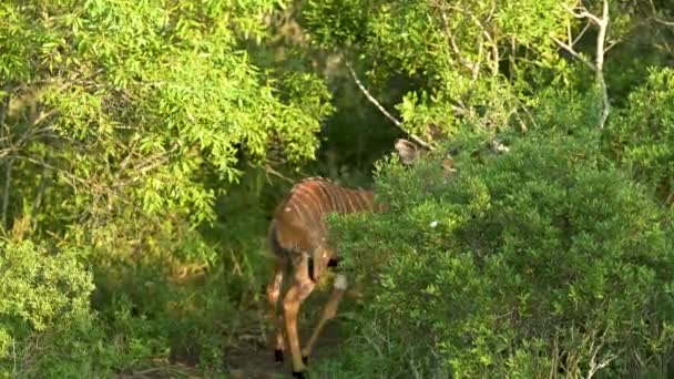 Antilope Nyala Femelle Dans Réserve Naturelle Parc National Hluhluwe Afrique — Video