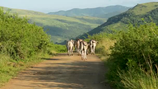 Зебры Национальном Парке Глуве Заповедник Южная Африка — стоковое видео
