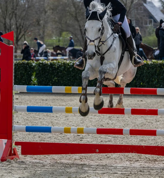 Cheval Saute Par Dessus Obstacle Dans Saut Obstacles — Photo