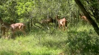 Hluhluwe Ulusal Park Doğa Koruma Alanında Nyala Antilop