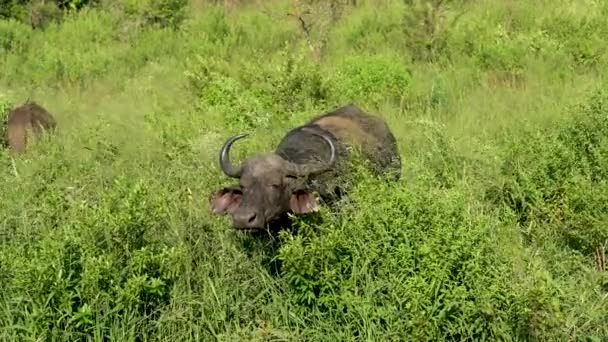 Búfalo Reserva Natural Hluhluwe National Park África Sul — Vídeo de Stock