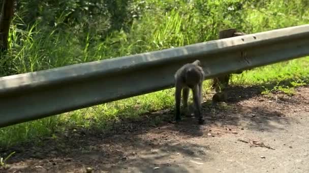 Baboon Cagar Alam Taman Nasional Hluhluwe Afrika Selatan — Stok Video