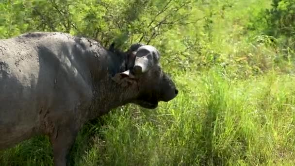 Búfalo Reserva Natural Hluhluwe National Park África Sul — Vídeo de Stock