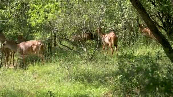 Nyala Antelope Hluhluwe National Park Nature Reserve South Africa — стоковое видео