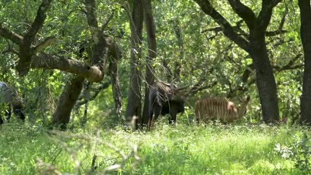 Nyala Antelope Hluhluwe National Park Nature Reserve África Sul — Vídeo de Stock