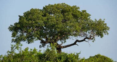 Hluhluwe Imfolozi Park Doğa Koruma Alanı Güney Afrika
