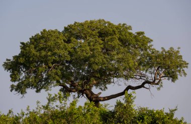 Hluhluwe Imfolozi Park Doğa Koruma Alanı Güney Afrika