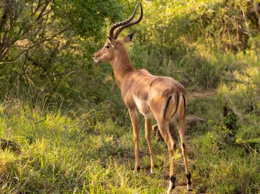 Impala doğada Hluhluwe Ulusal Parkı Güney Afrika 'da.