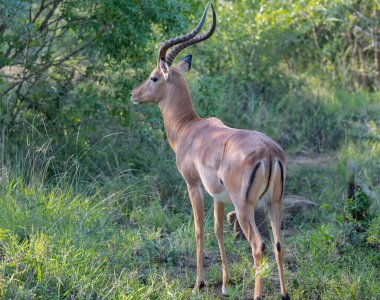 Impala doğada Hluhluwe Ulusal Parkı Güney Afrika 'da.