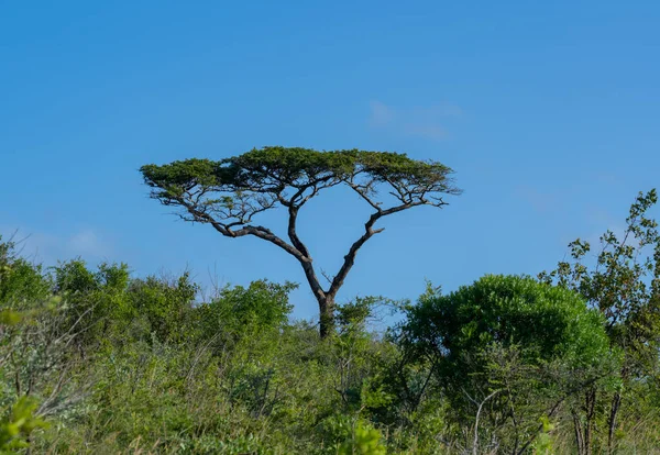 Hluhluwe Imfolozi Park Doğa Koruma Alanı Güney Afrika