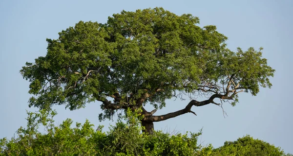 Hluhluwe Imfolozi Park Doğa Koruma Alanı Güney Afrika