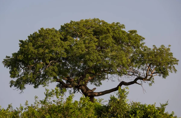 Hluhluwe Imfolozi Park Doğa Koruma Alanı Güney Afrika