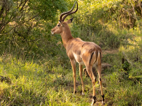 Impala doğada Hluhluwe Ulusal Parkı Güney Afrika 'da.