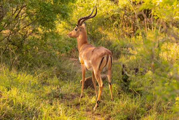 Impala doğada Hluhluwe Ulusal Parkı Güney Afrika 'da.