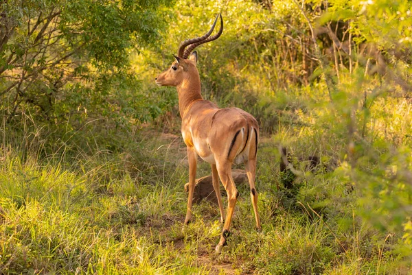 Impala Στο Φυσικό Καταφύγιο Hluhluwe National Park Νότια Αφρική — Φωτογραφία Αρχείου
