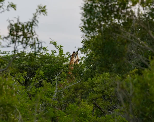 Jirafa Reserva Natural Parque Nacional Hluhluwe Sudáfrica —  Fotos de Stock