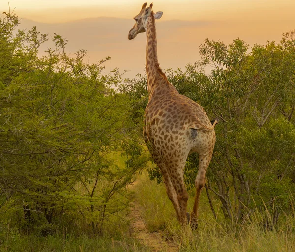 Güney Afrika 'daki Hluhluwe Ulusal Parkı' ndaki doğa koruma alanında zürafa.