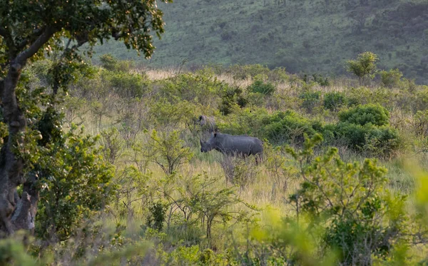 Rhino Hluhluwe National Park Nature Reserve África Sul — Fotografia de Stock