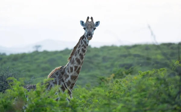 Жираф Заповеднике Хлухлуве Национальный Парк Юар — стоковое фото