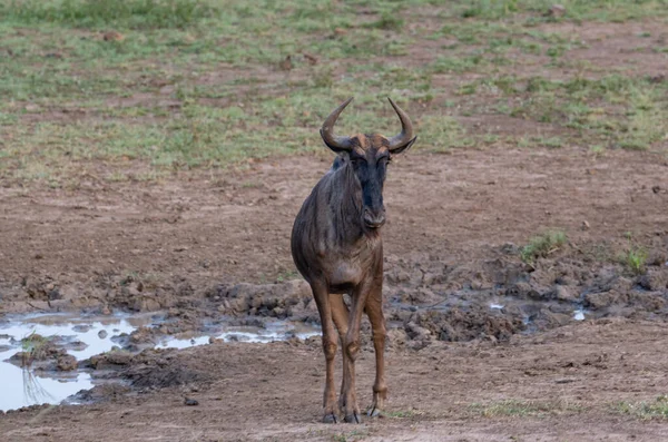 Stripe Gnu Στο Φυσικό Καταφύγιο Hluhluwe National Park Νότια Αφρική — Φωτογραφία Αρχείου