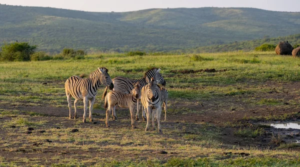 Zebras Hluhluwe National Park Reserva Natural África Sul — Fotografia de Stock